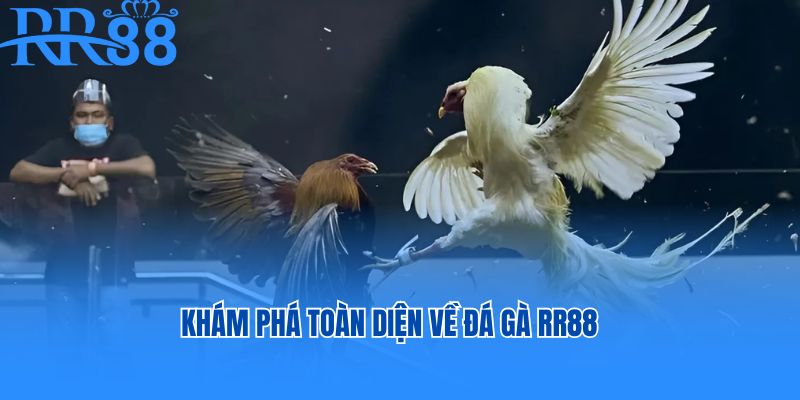 Khám phá toàn diện về đá gà RR88